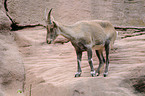 Alpine ibex