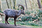 Alpine ibex