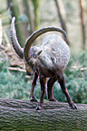 Alpine ibex