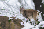 Alpine ibex