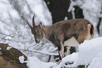 Alpine ibex