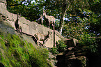 Alpine ibexes