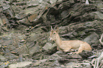 Alpine ibex