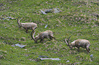 Alpine ibexes
