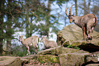 Alpine ibexes