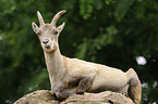 Alpine ibex