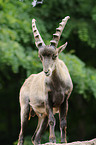 Alpine ibex