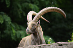 Alpine ibex