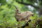 Alpine ibex
