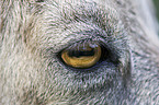 ibex eye