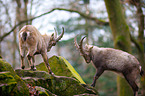 ibexes