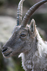 ibex