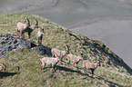 Ibexes