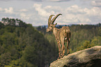 standing Ibex