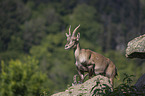 Ibexes