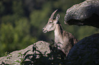 Ibex portrait