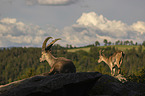 Ibexes