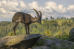 standing Ibex