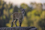 young Ibex
