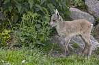 young Ibex