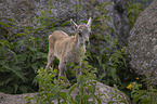 young Ibex