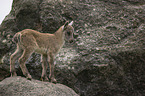 young Ibex