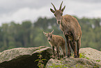 Ibexes