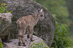 young Ibex