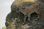 young ibex