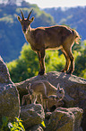 ibexes