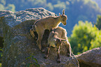 young ibexes