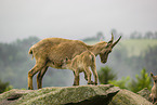 ibex