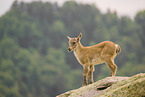 ibex