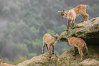 ibex