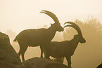 ibex