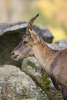 ibex