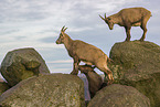 ibexes