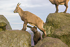 ibexes