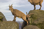 ibexes