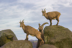 ibexes