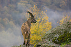 ibex