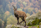 ibex