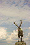ibex