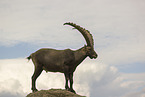 ibex