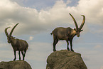 ibex