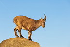 ibex
