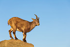 ibex