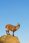ibex