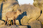 ibex