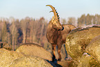 ibex